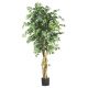 Large Ficus Tree prop for hire